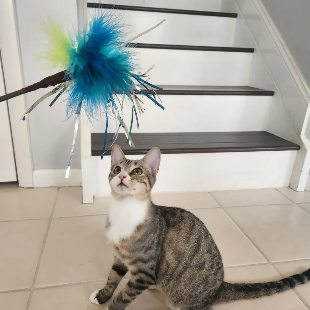 Go Cat 18" Peacock Sparkler Cat Toy